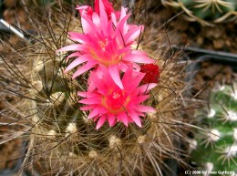 Neoporteria villosa